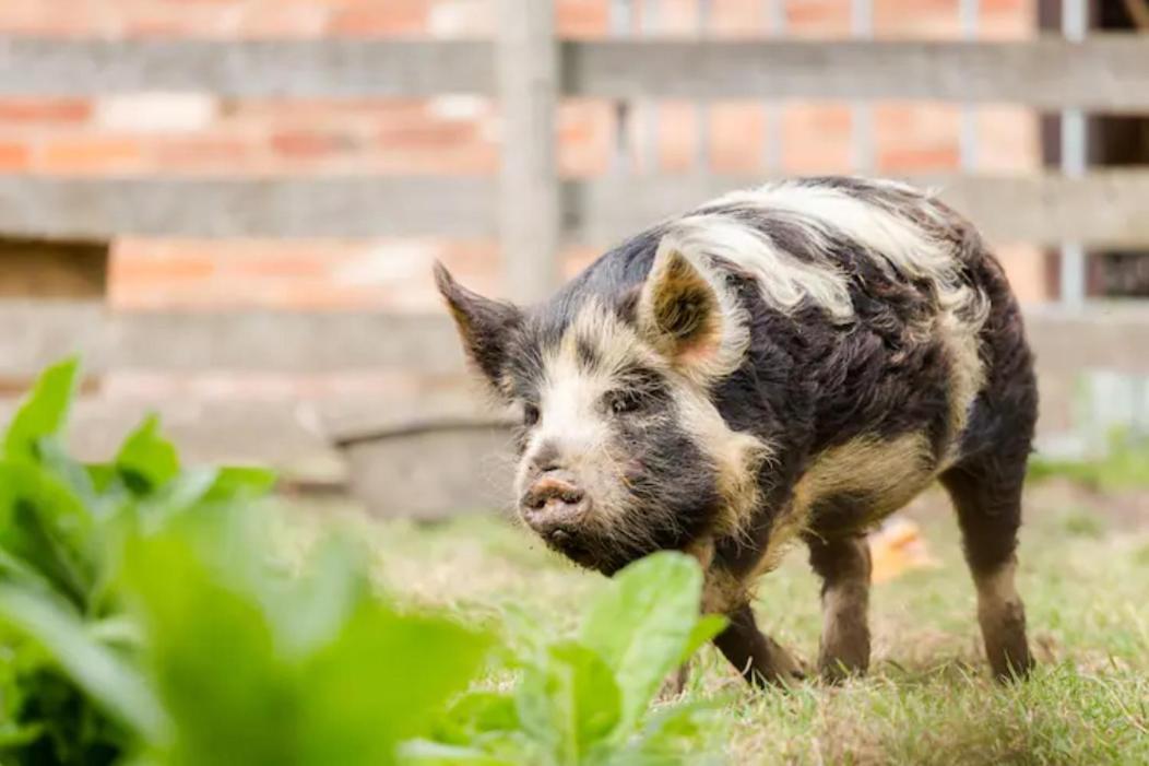 Piglet Lodge Pebworth Luaran gambar